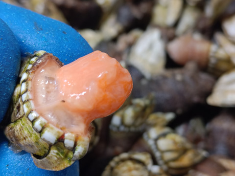 【磯の味】カメノテ/亀の手/貝みたいですが甲殻類/エビ蟹の味/1000ｇ【冷凍】【産卵期多数】