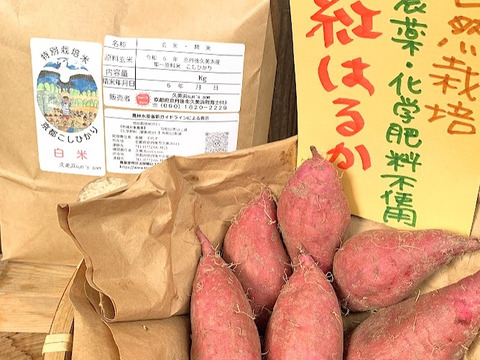 【実りの秋set ➀】自然栽培紅はるか１Ｋ＆新米丹後こしひかり白米２Ｋ　さつま芋ごはんレシピ付き