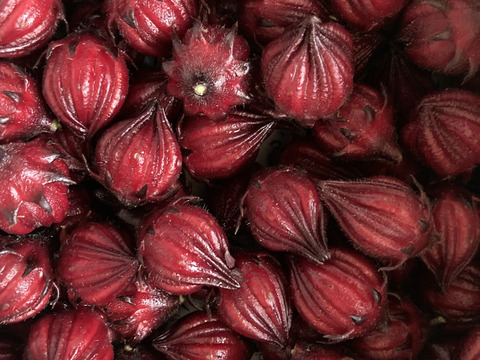 フレッシュ生ローゼル！ジャムや塩漬けに！栽培期間中農薬化学肥料不使用！滋賀県産！