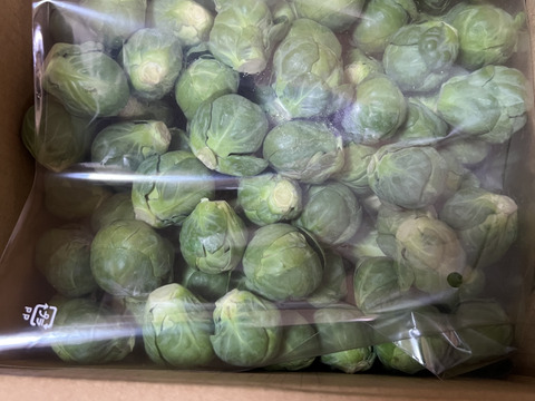 革命児！ふわ甘～芽キャベツ　箱込み2ｋｇ　本州の方限定