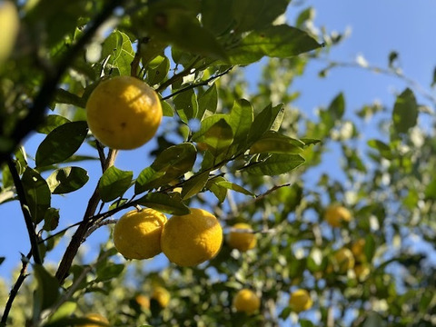 鹿児島県産　甘くて爽やか！【黄金柑】2ｋｇ程度