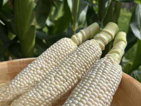 糖度20度超え!白いとうもろこし「雪やこんコーン」【16本入り】