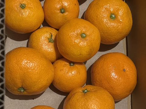 ★濃厚なコクと酸味がおいしい！有田みかん★自家製堆肥栽培★お試し2.5kg★和歌山★