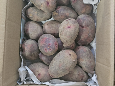 グラウンドペチカ｜ほくほく甘い 島育ちのじゃがいも 五島産 ２kg