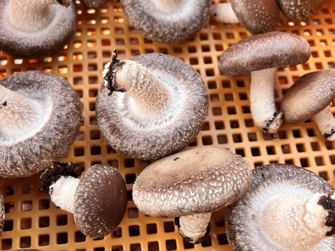 プニプニ食感がやみつき！肉厚しいたけたっぷり2kg