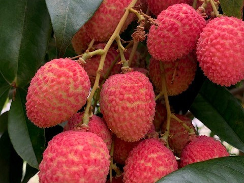 南国鹿児島産　完熟アップルマンゴー（約500g）＆　生ライチ（6個）　お試しセット