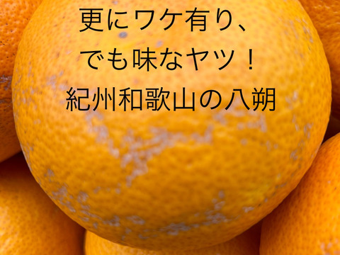 ちょっとワケ有り(一番見栄えの悪い八朔の写真を載せています)、でも子供も喜ぶ大人の味！和歌山の八朔Ｌ&M混載15kg