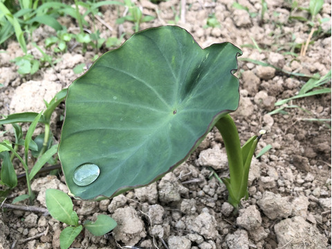 ホクホク旨い！味が濃い！白芽里芋2kg