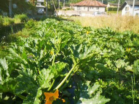 自家採種ブラックビューティー【山梨県北杜市産】　2kg