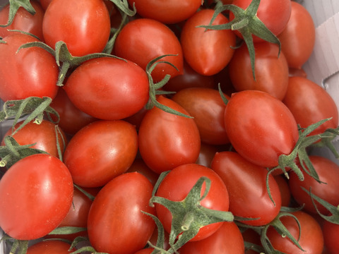 フルーツミニトマトあぽろんアイコ  1kg