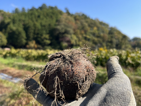 丹波篠山産　形ふぞろい　山の芋（1kg ）