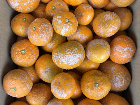 農薬・化学肥料不使用　小田原の規格外品　ミカン　(5㎏)