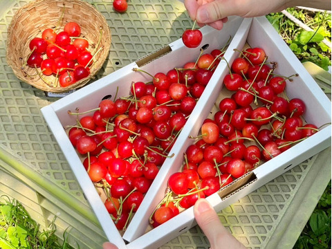 【畑から直送】もぎっぱなし「農家の先生が育てた山形県産佐藤錦」500g（おすすめ！）【予約受付開始】