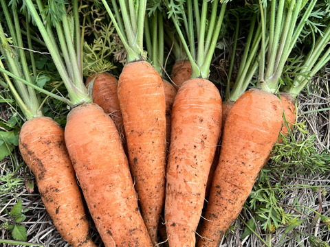【今が旬】【有機JAS】【7kg】あまい！オーガニック人参