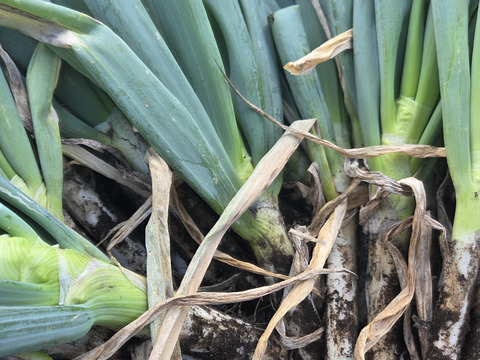 自然栽培認証ネギ　2キロ　根切り