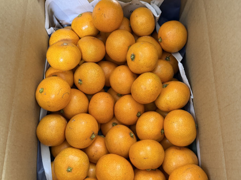 食べ始めると止まらない広島産いしじミカン 小玉 5kg