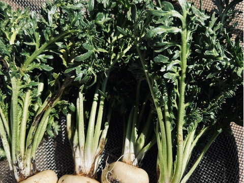 毎朝起きた時に体が重い！
疲れが抜けない！
なんか集中力が続かないって
感じるあなたへ！

千葉県産の生鮮マカ【葉なしマカ200g】