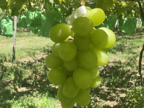 朝採り　当日発送　シャインマスカット　350g×2房　順次発送中