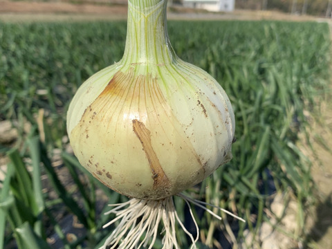 玉ねぎ大国淡路島からの新玉ねぎ4kg🧅特別栽培農産物