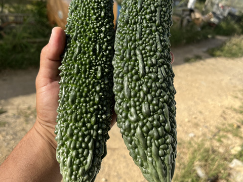 南の島のゴーヤ、オクラセット（各1kg）‼︎