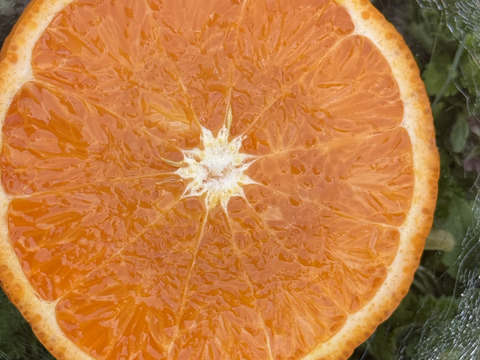 せとか　家庭用　２キロ