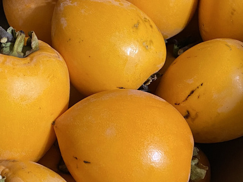 【栽培期間中農薬、化学肥料不使用】愛媛県エコファーマー認証　栄養満点！自分で作れる干し柿セット　5kg