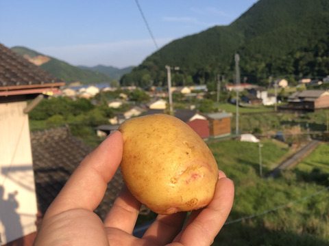 ほくほく！あまい！ジャガイモ「キタアカリ」4㎏