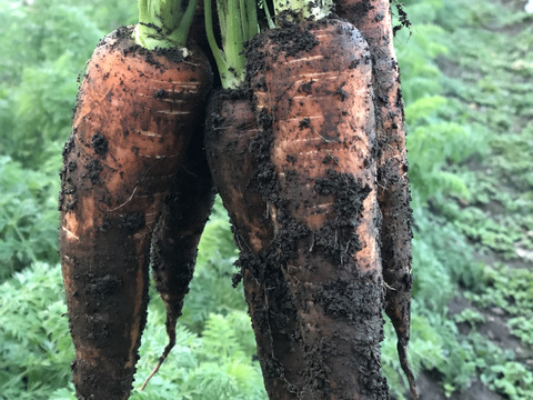 【栄養価が高い】しゅんセット(8〜10品目前後)