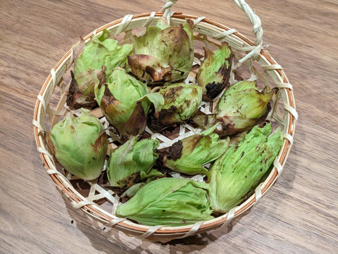 【予約開始】秋田県産天然ふきのとう300グラム