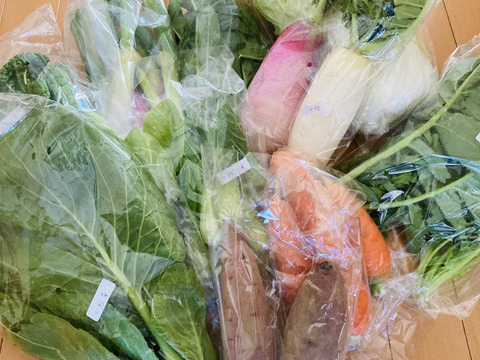 [定期購入] ギュッとお得用セットＭサイズ(約10品)