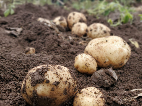 【予約限定少しお得!】五島列島の元気な新じゃがいも！ 旨味たっぷりデジマ ２kg