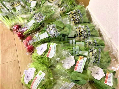 植物性で育てた葉野菜ブランド　有機葉物野菜セット7品×2P　有機JAS