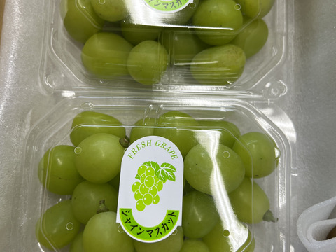 シャインマスカット 2パック 糖度１８度越え 皮ごとガブっと 秋田県産 ハロウィン お菓子 ケーキ プレゼント 誕生日  家庭用