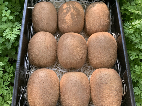 えっ⁉︎これがキウイ⁉︎食べてビックリ濃厚な味わい!極美味キウイフルーツ 松 化粧箱入り 1kg(8〜16個)
