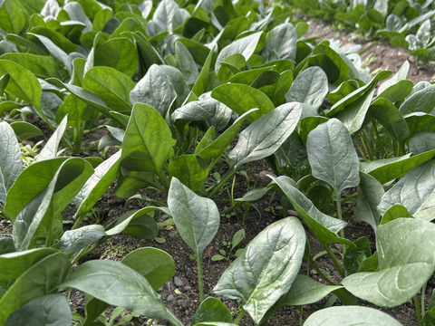 ほうれん草　150g✖️8袋