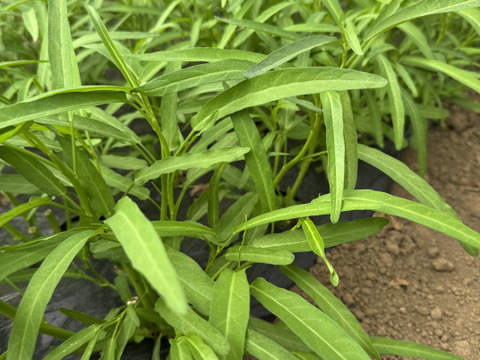 今が旬！！シャキシャキ空心菜【JIYURI エンサイ】1kg