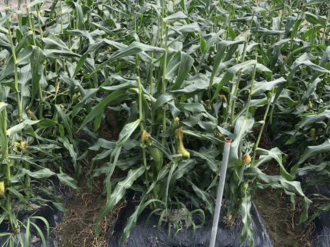 入江農園のスーパースイートコーン4kg