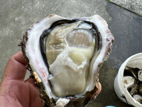 伊勢志摩産 岩牡蠣 天然 80サイズ 山盛り 鮮魚通販［豊洲 Okawari鮮魚店］然岩牡蠣 鹿島・銚子産 【鹿島岩