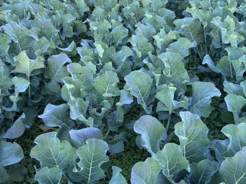 栄養たっぷり、スティックセニョール2k