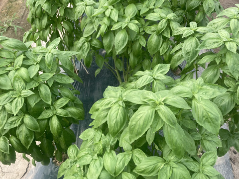 スイートバジル！500g