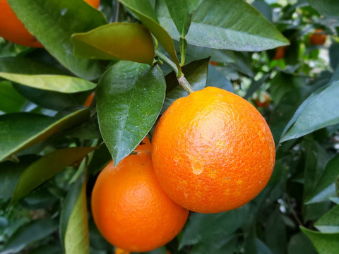 箱込約2㌔×２　至福のブラッドオレンジ 食べくらべセット