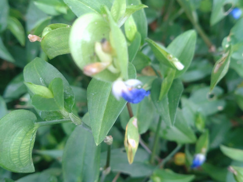 ツユクサ 露草 つゆ草🌿穂先の柔かな部分3cmほどを50本以上🌿アクもなくシャキシャキ食べれます👌☆自然栽培