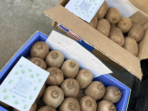 ビタミンいっぱい　ヘルシーキウイ🥝　GO GREEN!（1.5KG)