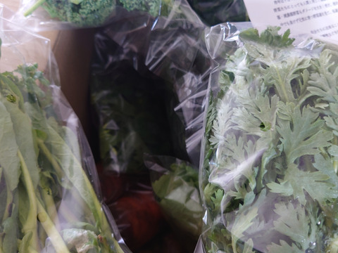 農薬・化学肥料不使用 - 野菜の苦みがない！旬の野菜セット(約10点)