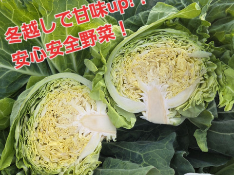 冬越し春キャベツ　科学農薬、無堆肥、不使用