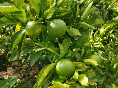 小玉！有田みかん 5kg【わけあり】