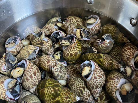 秋田県産　生きてます！黒バイ貝2ｋｇ。60個前後　貝類好きにオススメ