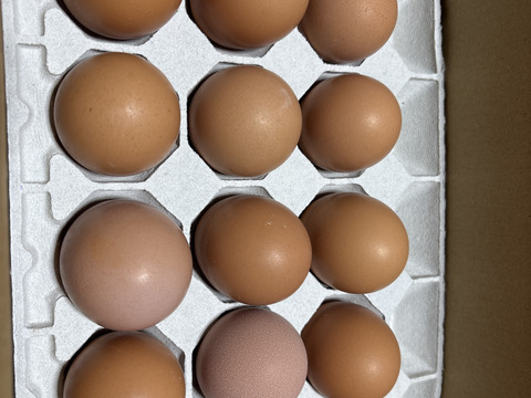 マリーエッグ30玉入り