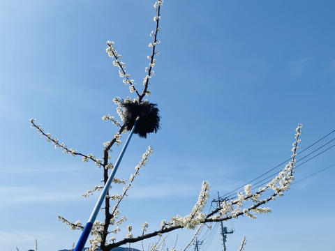 すもも「大石早生」1.9キロ