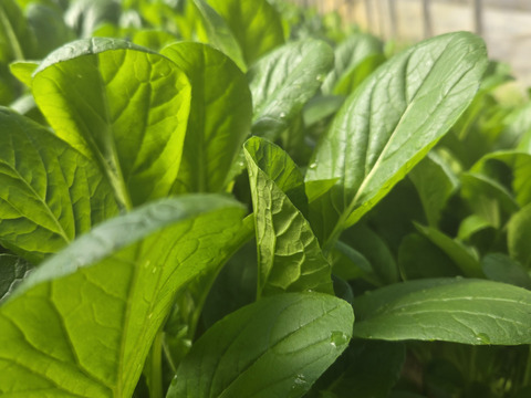 有機JAS  元気たっぷりルッコラ！小松菜各×500g